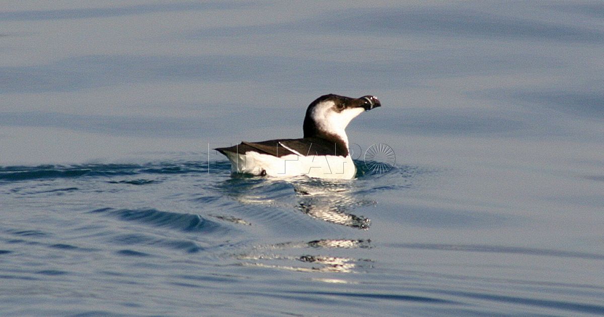 alca Alcas, los pingüinos del mar de Alborán