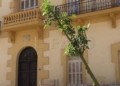 braquiquito plantación melilla 2 Braquiquito, el árbol de la peatonalización del centro de Melilla