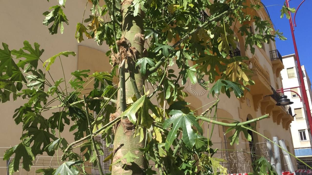 braquiquito plantación melilla 3 Braquiquito, el árbol de la peatonalización del centro de Melilla
