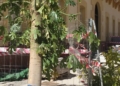 braquiquito plantación melilla 5 Braquiquito, el árbol de la peatonalización del centro de Melilla
