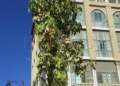 braquiquito plantación melilla 7 Braquiquito, el árbol de la peatonalización del centro de Melilla