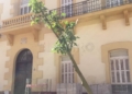 braquiquito plantación melilla 8 Braquiquito, el árbol de la peatonalización del centro de Melilla