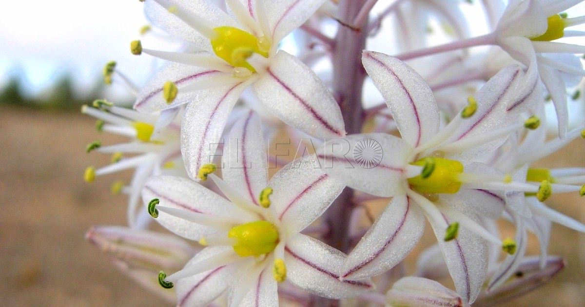 flor La albarrana, una planta milenaria que abunda en Melilla