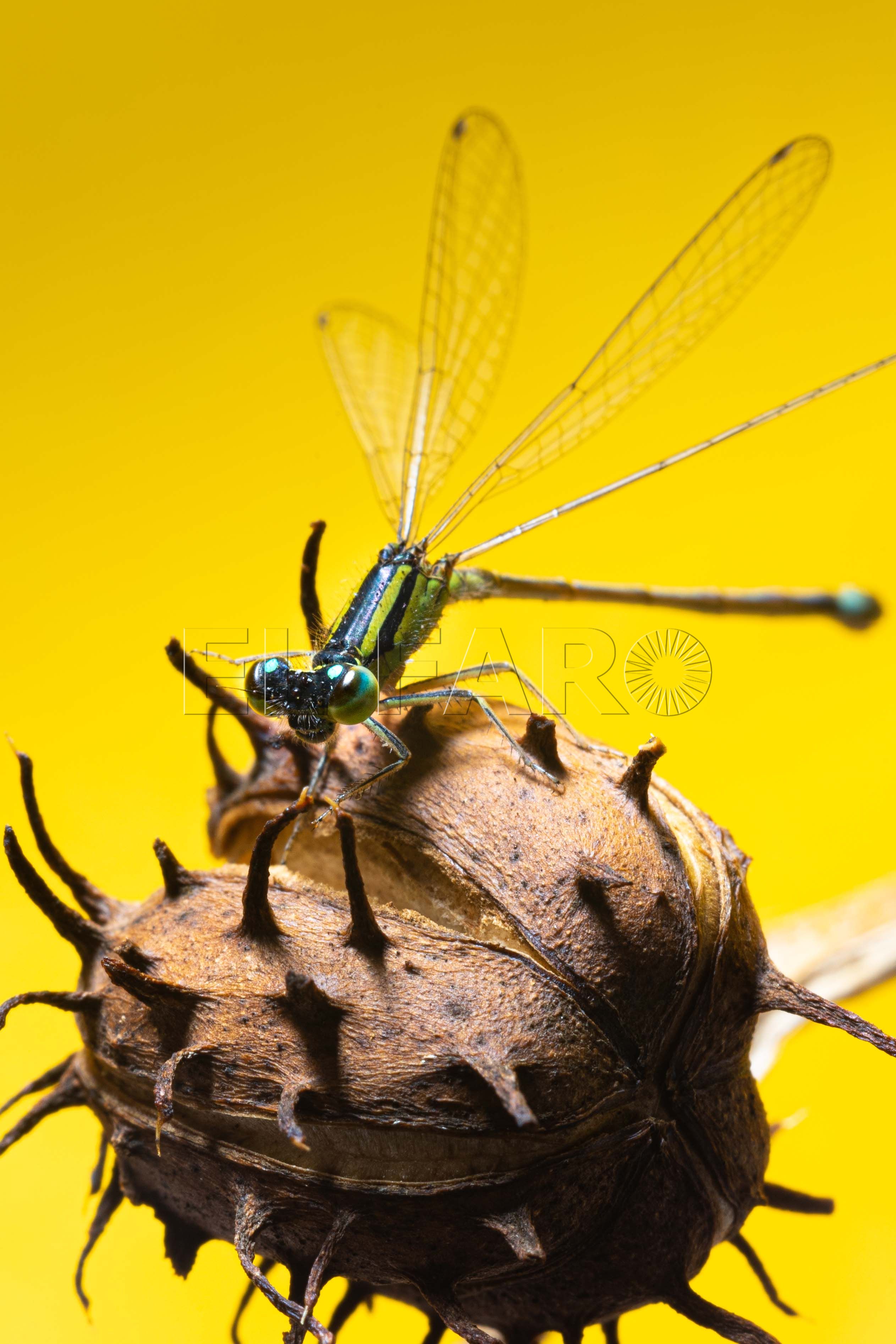 insecto1 Un melillense queda cuarto del mundo en una competición de fotografía
