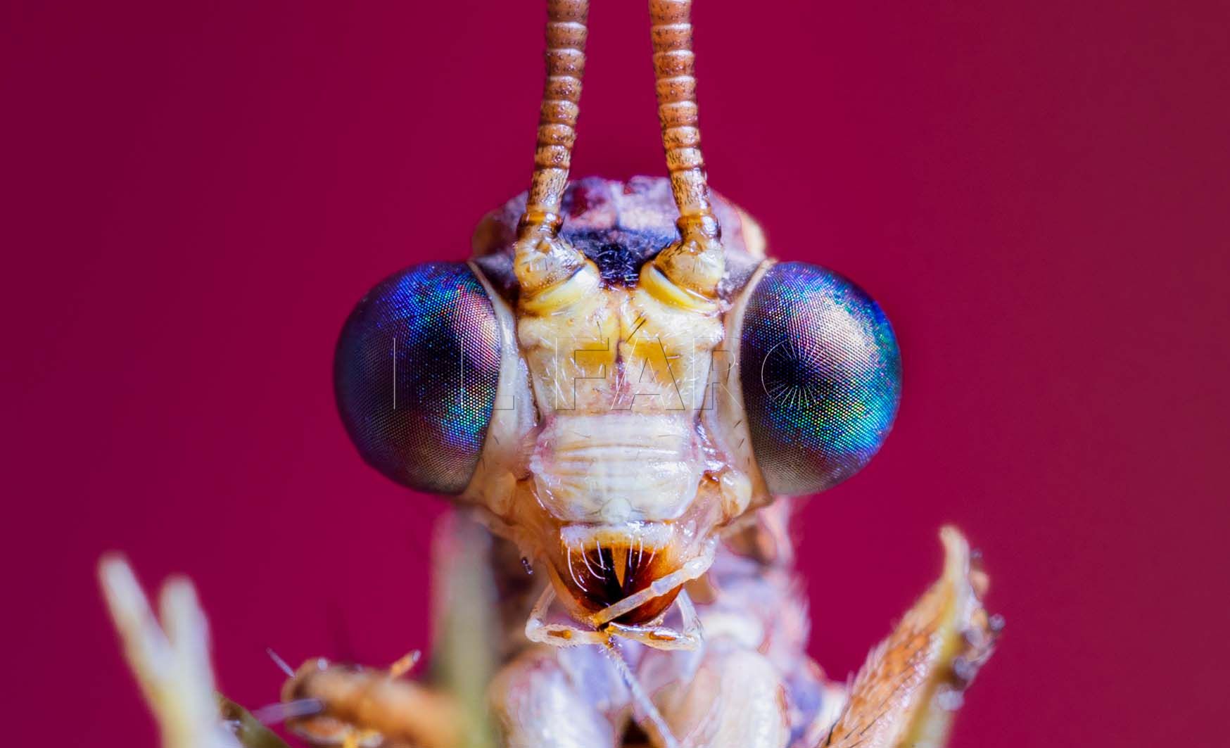 Un melillense queda cuarto del mundo en una competición de fotografía