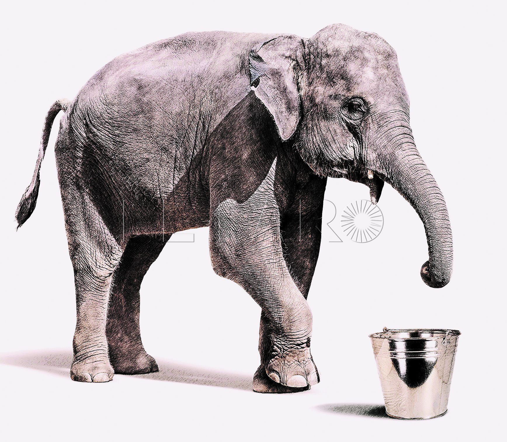 elephant with out tusk isolated on white background with clipping path
