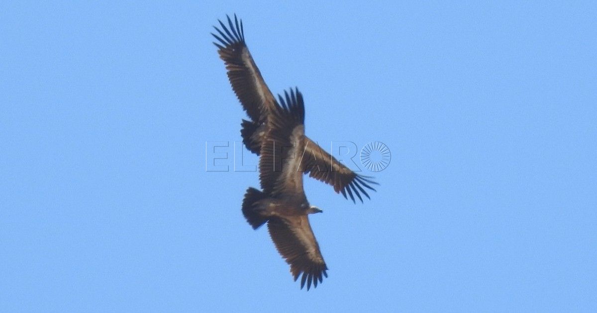 Buitres leonados en Tres Forcas La difícil migración de las aves rapaces por el mar de Alborán