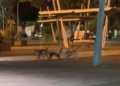 FNZGB7BXoAMGx 6 Nivel 1 de alerta por rabia y 5 víctimas, pero siguen las manadas de perros sueltos por Melilla