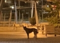 FNZGB7CXEAEKMMc Nivel 1 de alerta por rabia y 5 víctimas, pero siguen las manadas de perros sueltos por Melilla