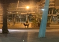 FNZGB7DXEAICNRF Nivel 1 de alerta por rabia y 5 víctimas, pero siguen las manadas de perros sueltos por Melilla