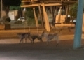 Nivel 1 de alerta por rabia y 5 víctimas, pero siguen las manadas de perros sueltos por Melilla