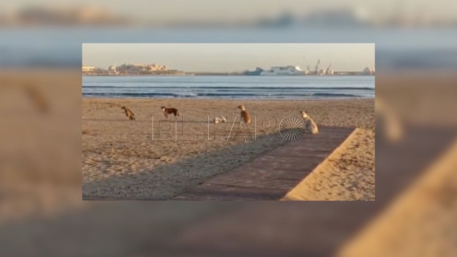 Salud Pública asegura que se recogen perros asilvestrados y se localizan los espacios donde están