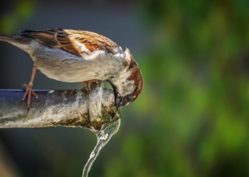 Agua de Melilla ¿Agua de Melilla por defecto en el menú del día?