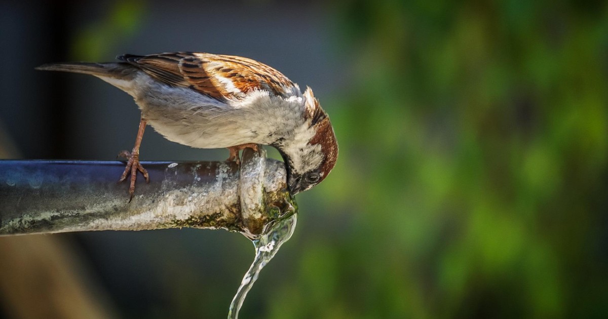 ¿Agua de Melilla por defecto en el menú del día?