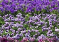 Flores lilas Más de 10.000 flores inundarán las calles de la ciudad para 'Melilla en Flor'