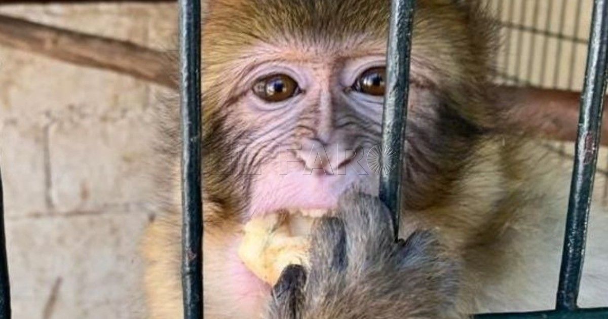 Macaco Así viven ahora Faiza y Nico, los monos de Gibraltar rescatados en Melilla