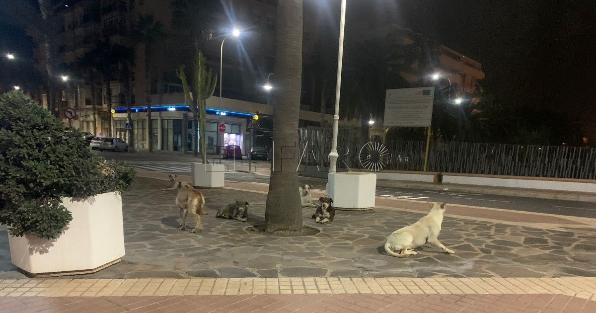 Perros callejeros en las calles de Melilla Bienestar Animal afirma que desaparecen las manadas de perros callejeros en Melilla