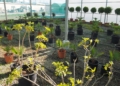 Plantas Más de 10.000 flores inundarán las calles de la ciudad para 'Melilla en Flor'