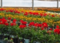 Rojas y amarillas Más de 10.000 flores inundarán las calles de la ciudad para 'Melilla en Flor'