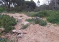 Encontradas trampas ilegales para cazar pájaros en los pinos de Melilla