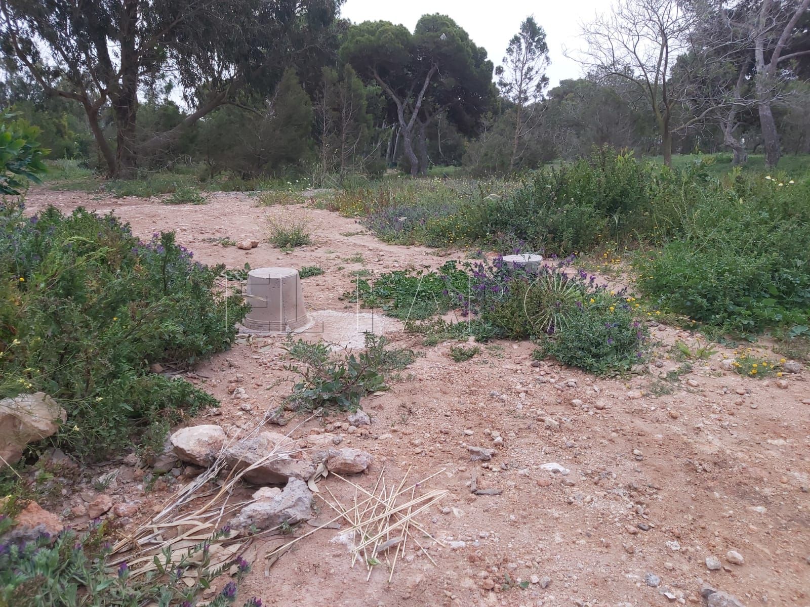 Trampas para pájaros 3 Encontradas trampas ilegales para cazar pájaros en los pinos de Melilla