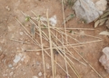 Trampas para pájaros 7 Encontradas trampas ilegales para cazar pájaros en los pinos de Melilla