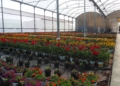 Vivero Más de 10.000 flores inundarán las calles de la ciudad para 'Melilla en Flor'