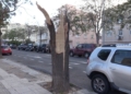 WhatsApp Image 2022 04 20 at 7.40.57 PM 1 El fuerte viento destroza un coche en Melilla