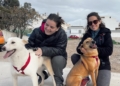 WhatsApp Image 2022 04 25 at 11.58.26 AM La rabia no frena las adopciones de perros y gatos en Melilla