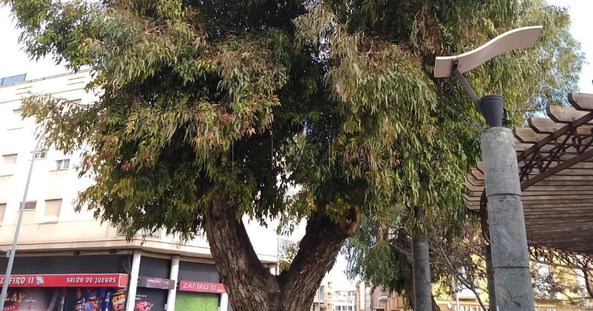 ärboles Tesorillo Salvados los eucaliptos de la plaza del Tesorillo