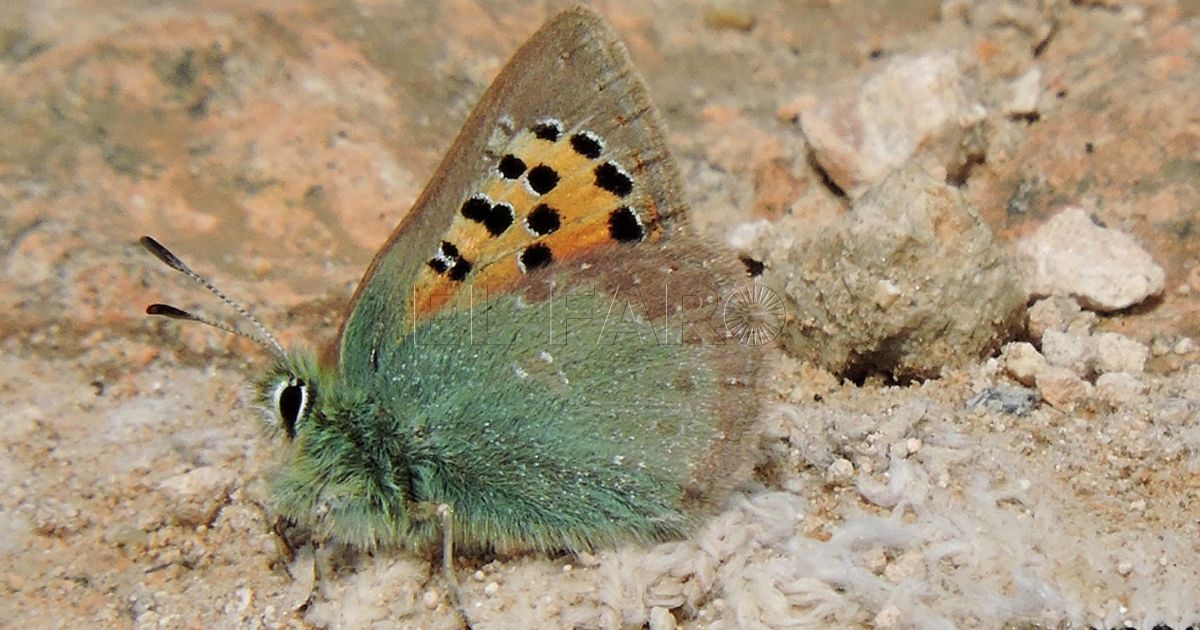 cardenillo Cardenillo, la mariposa de cobre