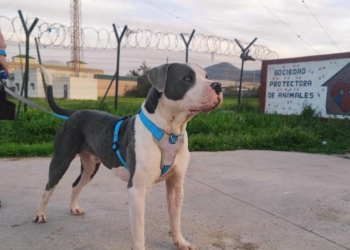 protectora 1 La rabia no frena las adopciones de perros y gatos en Melilla