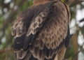 ÁGUILA CALZADA SEO Birdlife revisa las cajas nido de los pinares: hay ocho desaparecidas