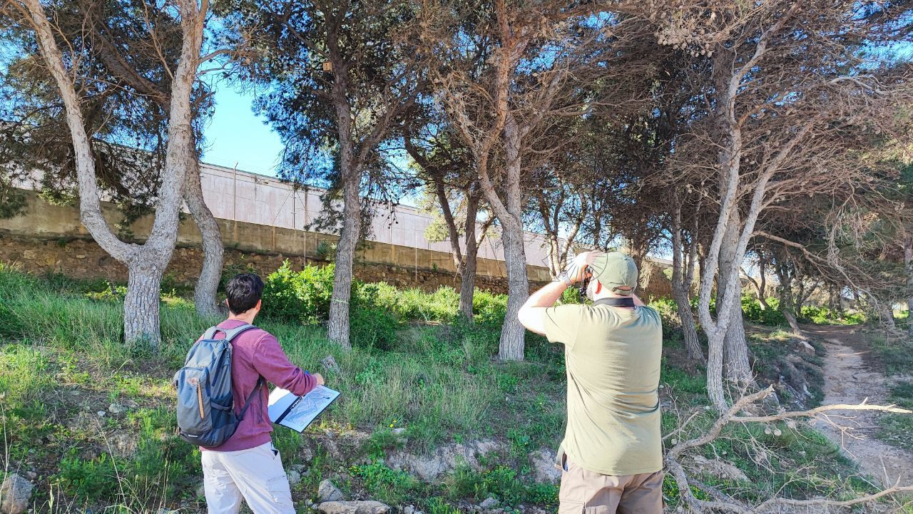 Barranco del Nano SEO Birdlife revisa las cajas nido de los pinares: hay ocho desaparecidas