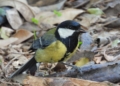 Carbonero SEO Birdlife revisa las cajas nido de los pinares: hay ocho desaparecidas