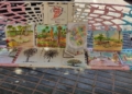 Dibujos "Melilla en flor", dibujada por los Urban Sketchers