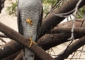 GAVILÁN SEO Birdlife revisa las cajas nido de los pinares: hay ocho desaparecidas
