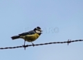 Herrerillo Africano 6 SEO Birdlife revisa las cajas nido de los pinares: hay ocho desaparecidas