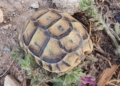 IMG 20220528 WA0038 Senderismo en Melilla para conmemorar el Día Internacional de la Madre Tierra