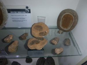Museo de los Fósiles Estos son los museos que se pueden visitar en Melilla