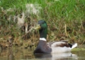 PATO SEO Birdlife revisa las cajas nido de los pinares: hay ocho desaparecidas
