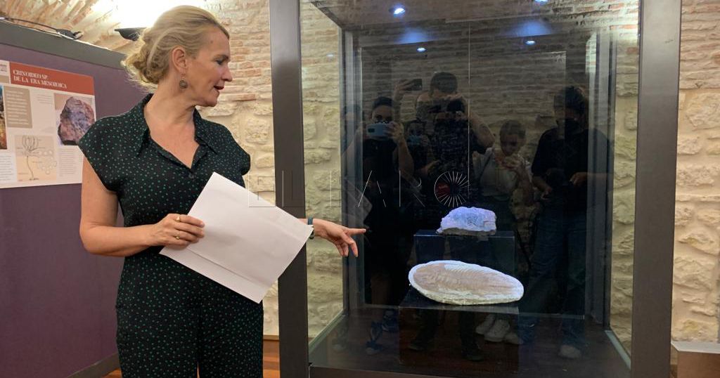 Dos fósiles, las piezas del mes en el Museo Arqueológico e Historia de Melilla