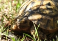 TORTUGA SEO Birdlife revisa las cajas nido de los pinares: hay ocho desaparecidas