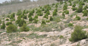 guelaya1 Guelaya: Este Gobierno “mantiene a Melilla en la cola de todas las administraciones ambientales de España”