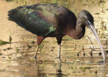 ibis El ibis europeo, parada y fonda en los arroyos de Melilla