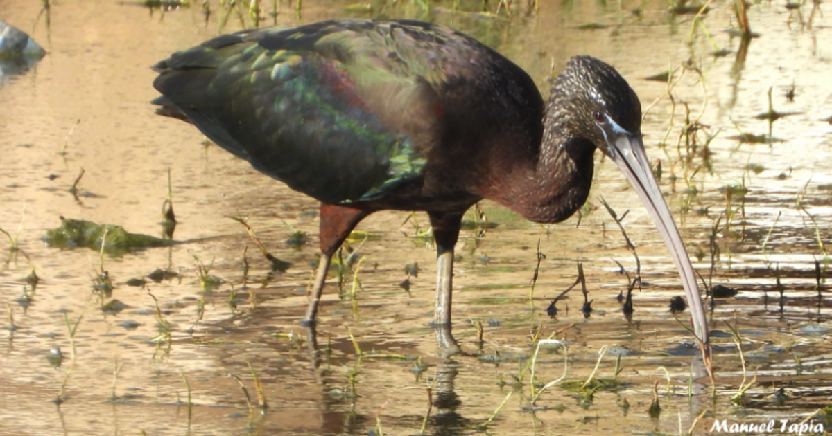 El ibis europeo, parada y fonda en los arroyos de Melilla