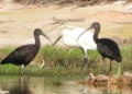 ibis1 El ibis europeo, parada y fonda en los arroyos de Melilla