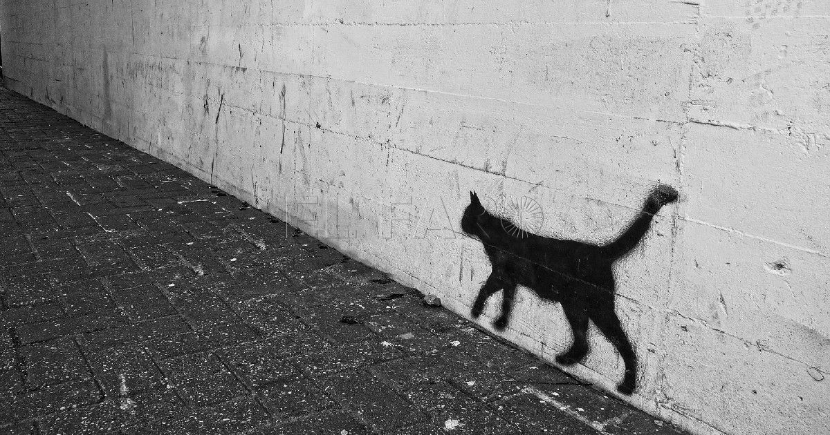 Gato Colonias de gatos en Melilla