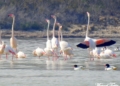 WhatsApp Image 2022 06 25 at 5.27.05 AM 1 El flamenco rosa, la elegancia en la Mar Chica