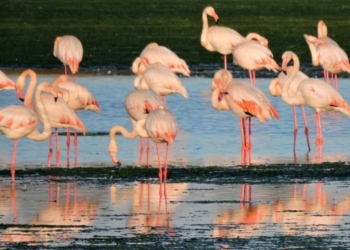 flamencos 1 El flamenco rosa, la elegancia en la Mar Chica